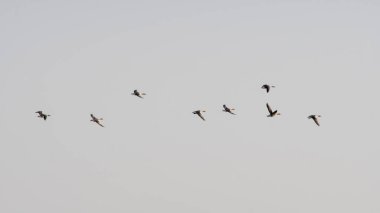 Bir vahşi kaz sürüsü havada uçuyor.