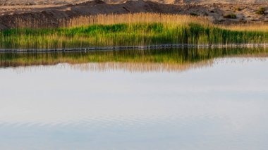 Sazlıklar yazın su birikintilerinde büyürler.