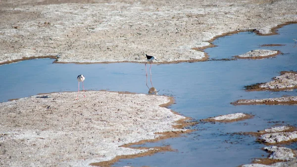 Die Wasservögel Teich Gejagt — Stockfoto