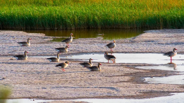 Rebanho Gansos Selvagens Início Manhã Lagoa — Fotografia de Stock