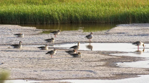 Schwarm Wildgänse Frühen Morgen Teich — Stockfoto