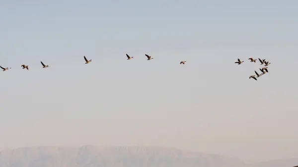 Ein Schwarm Wildgänse Fliegt Durch Die Luft — Stockfoto