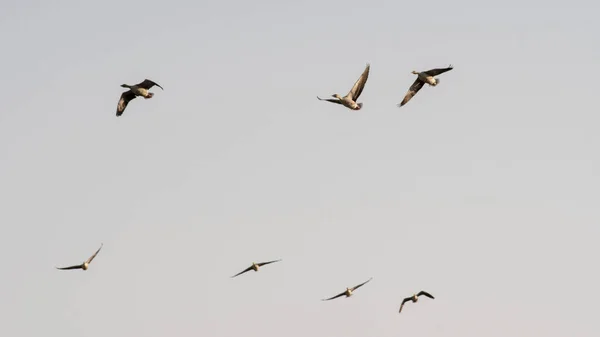 Ein Schwarm Wildgänse Fliegt Durch Die Luft — Stockfoto