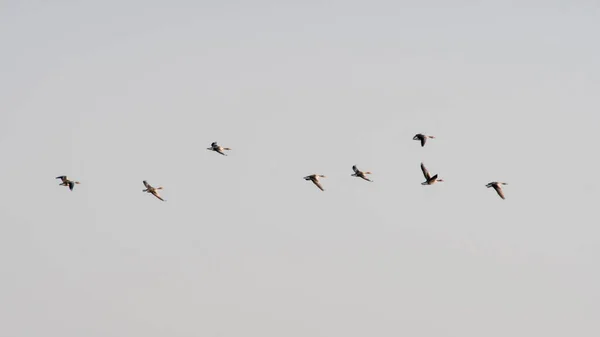 Ein Schwarm Wildgänse Fliegt Durch Die Luft — Stockfoto