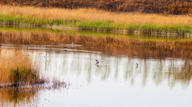 Suyun yakınında her çeşit kuş yaşar.