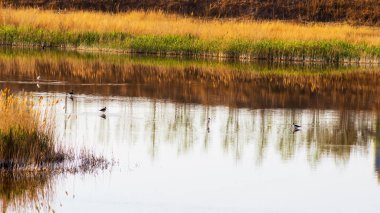Suyun yakınında her çeşit kuş yaşar.