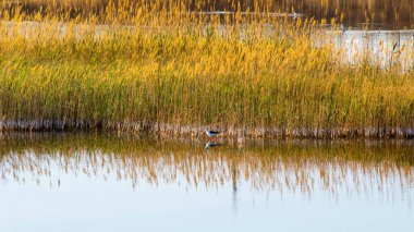 Suyun yakınında her çeşit kuş yaşar.