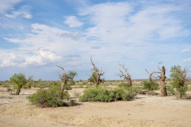 Populus Euphratica çölde duruyor.