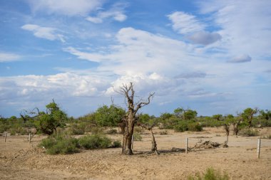 Populus Euphratica çölde duruyor.