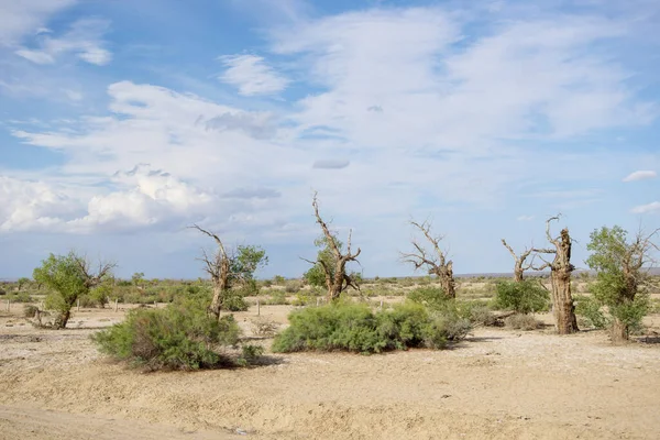 Populus Euphratica Encuentra Desierto — Foto de Stock