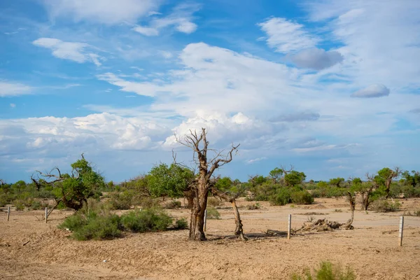 Populus Euphratica Stands Desert — Stock Photo, Image