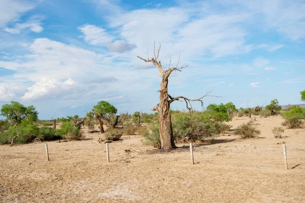 Populus Euphratica Stands Desert — Stock Photo, Image