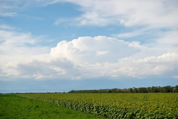 Αγροτική Είναι Κάτω Από Τον Γαλάζιο Ουρανό Και Άσπρα Σύννεφα — Φωτογραφία Αρχείου