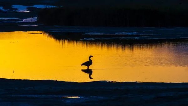 Eine Wildgans Auf Einem Teich Bei Sonnenuntergang — Stockfoto