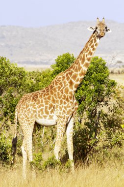 Masai mara giragge