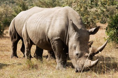 Masai Mara White Rhinoceros clipart