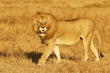 Masai mara aslan