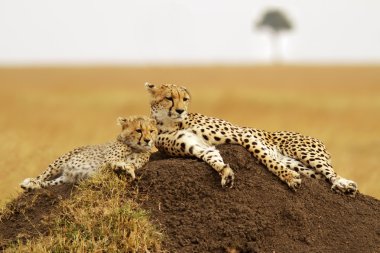 Masai mara çitalar