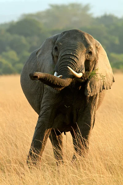 Otlatma fil — Stok fotoğraf