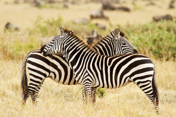 Zebras on the Masai Mara in southwestern Kenya.