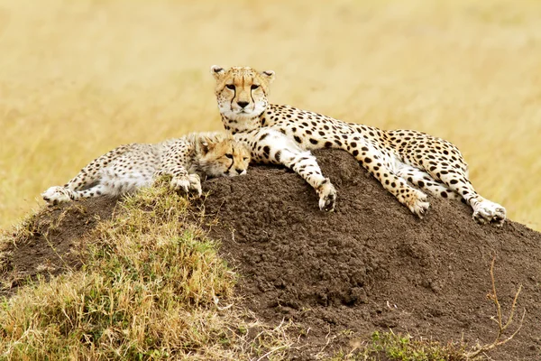 Masai mara guepardos — Foto de Stock