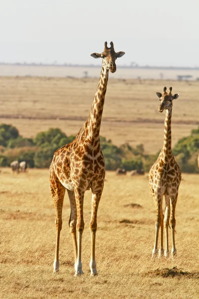 Masai Mara Giraffe — Foto Stock