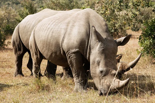 Masai mara beyaz gergedan — Stok fotoğraf