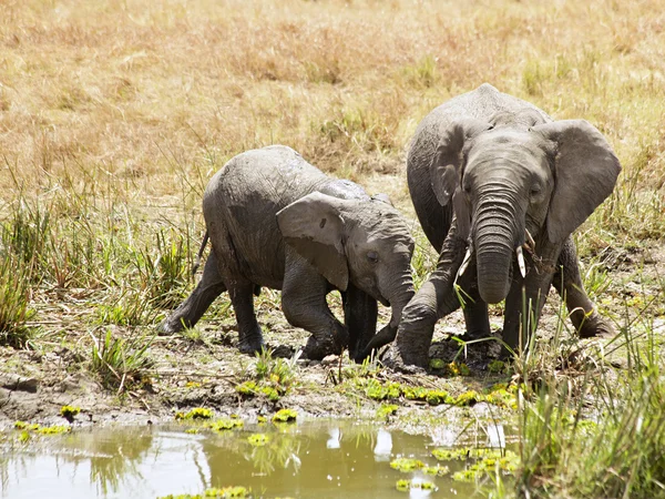 Masai mara filler — Stok fotoğraf