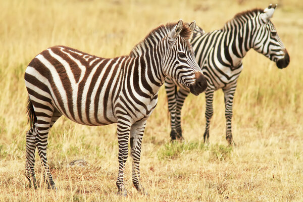 Two zebras on the Masai Mara National Reserve safari in southwestern Kenya.