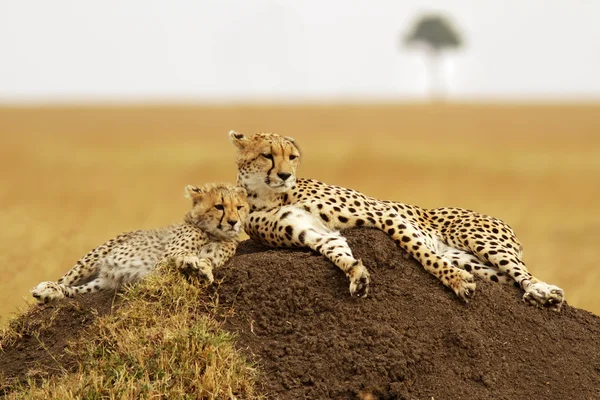 Masai mara guepardos — Foto de Stock