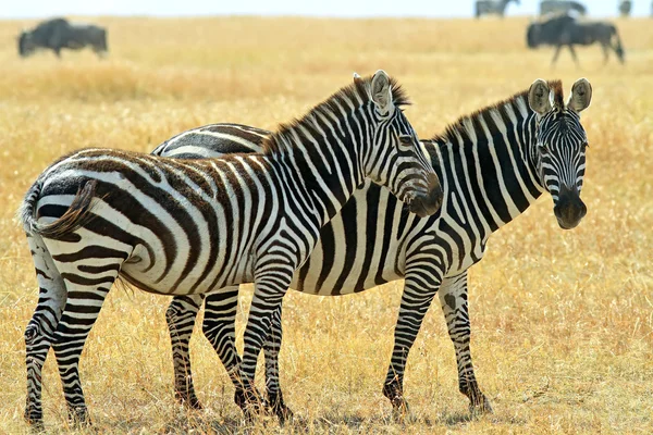 Zebras Masai mara — Fotografia de Stock