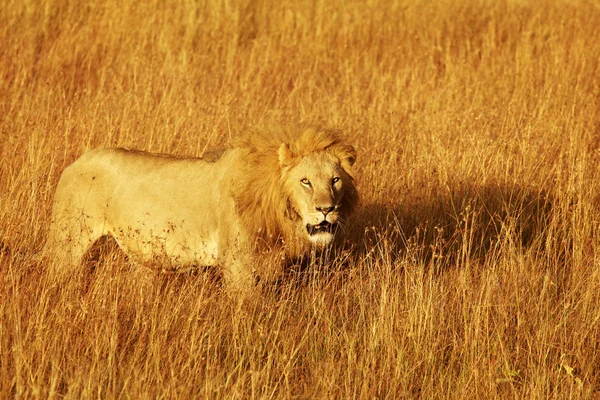 Masai Mara Lion — Stock Photo, Image