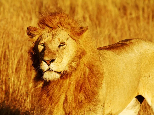 マサイマラ国立保護区ライオン — ストック写真