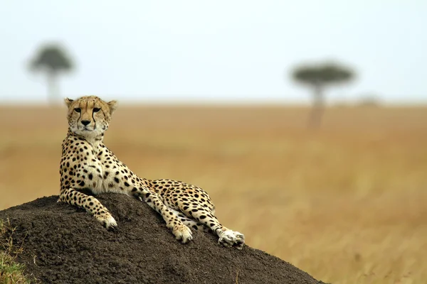 Ghepardo masai mara — Foto Stock