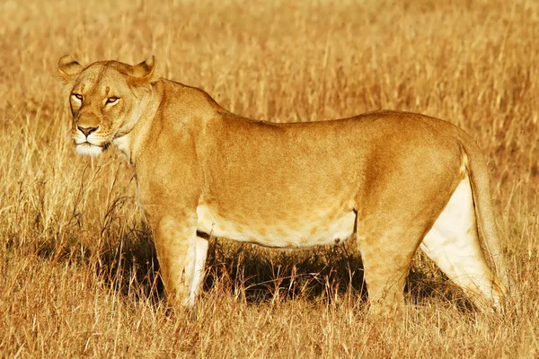 Masai mara Lev — Stock fotografie