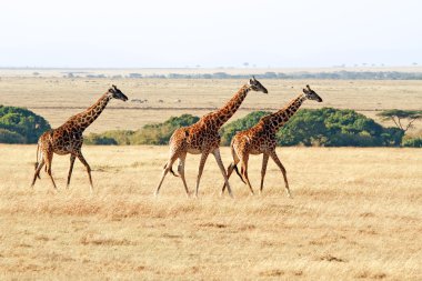 Masai mara zürafalar