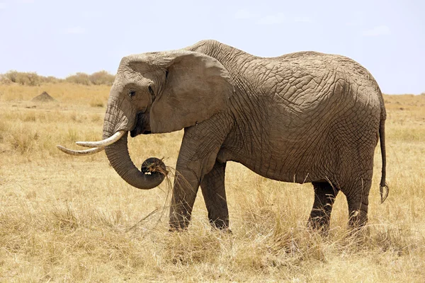 マサイマラ国立保護区の象 — ストック写真