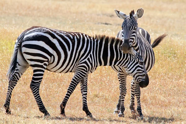 Zebre masai mara — Foto Stock