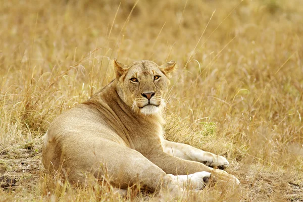 Masai mara Lev — Stock fotografie