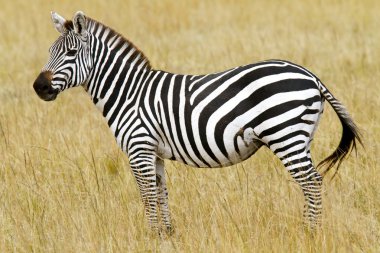 zebra di masai mara