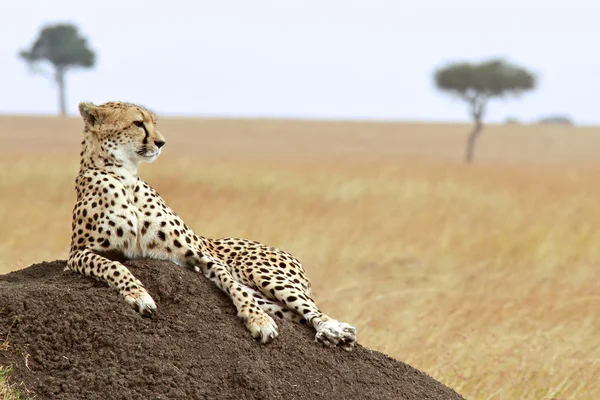 Ghepardo masai mara — Foto Stock