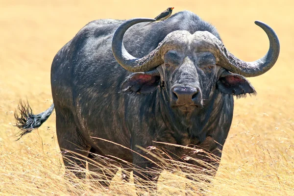 Masai mara Kaapse buffels — Stockfoto