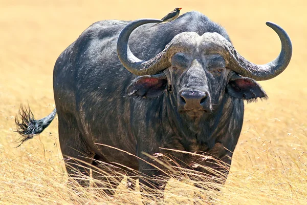 Masai Mara Kapbüffel — Stockfoto