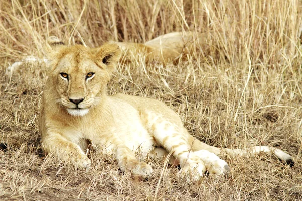 Masai mara aslan yavrusu — Stok fotoğraf