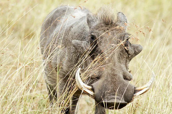 Warthog Masai Mara — Fotografia de Stock