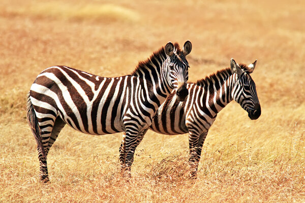 Two zebras on the Masai Mara National Reserve safari in southwestern Kenya.