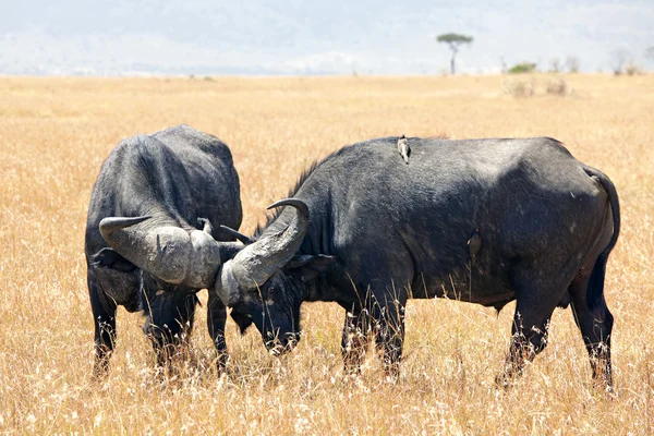 Masai mara Kaapse buffels — Stockfoto