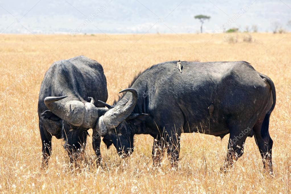 Masai Mara Cape Buffalo
