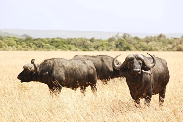 Masai Mara Kapbüffel — Stockfoto