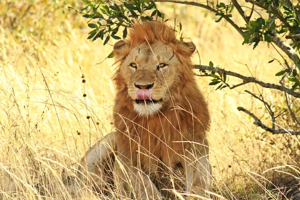 Masai mara Lev — Stock fotografie